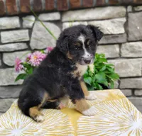 Daisy , a female Miniature Australian Shepherd for sale in Fredericksburg, OH – 4 of 5