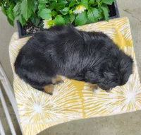 Oreo , a female Miniature Australian Shepherd for sale in Fredericksburg, OH – 4 of 5