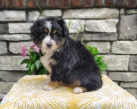 Bella , a female Miniature Australian Shepherd for sale in Fredericksburg, OH – 3 of 4