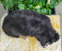 Daisy , a female Miniature Australian Shepherd for sale in Fredericksburg, OH – 5 of 5