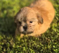 Dopey, a male Shih Tzu for sale in Cabot, AR – 3 of 5