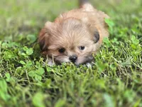 Doc, a male Shih Tzu for sale in Cabot, AR – 3 of 6