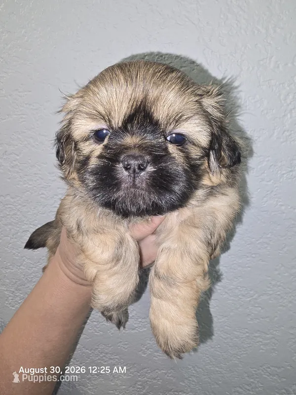 Yang – Shih Tzu puppy for sale in Cabot, AR