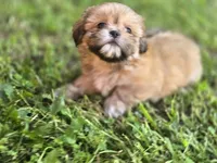 Doc, a male Shih Tzu for sale in Cabot, AR – 5 of 6