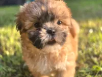 Sleepy, a male Shih Tzu for sale in Cabot, AR – 2 of 4