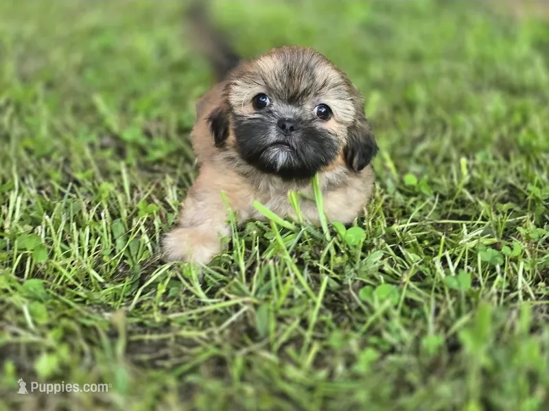Bashful – Shih Tzu puppy for sale in Cabot, AR