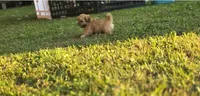 Dopey, a male Shih Tzu for sale in Cabot, AR – 5 of 5