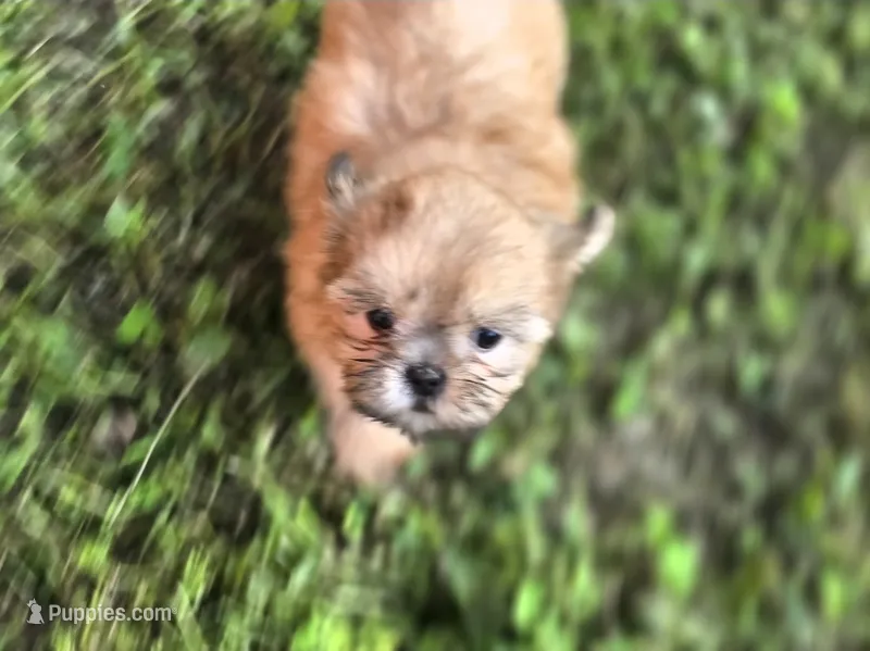 Dopey – Shih Tzu puppy for sale in Cabot, AR