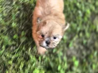 Dopey, a male Shih Tzu for sale in Cabot, AR – 1 of 5