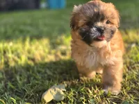 Sleepy, a male Shih Tzu for sale in Cabot, AR – 1 of 4