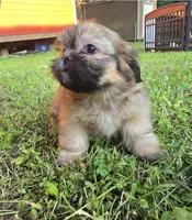 Bashful, a male Shih Tzu for sale in Cabot, AR – 2 of 3