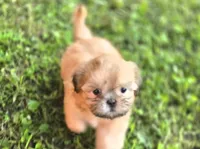 Dopey, a male Shih Tzu for sale in Cabot, AR – 4 of 5