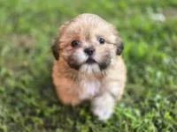 Doc, a male Shih Tzu for sale in Cabot, AR – 2 of 6