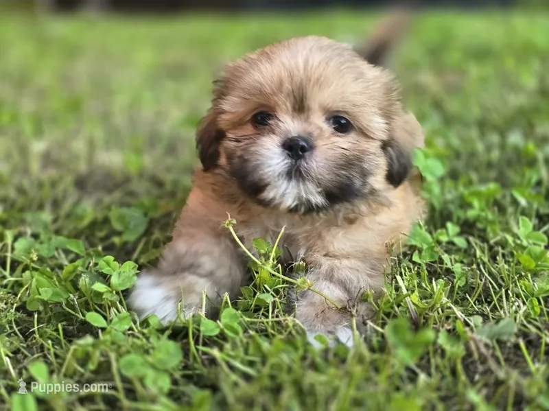 Doc – Shih Tzu puppy for sale in Cabot, AR