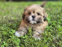 Doc, a male Shih Tzu for sale in Cabot, AR – 1 of 6