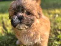 Sleepy, a male Shih Tzu for sale in Cabot, AR – 4 of 4