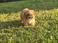 Sleepy, a male Shih Tzu for sale in Cabot, AR – 3 of 4