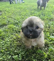 Bashful, a male Shih Tzu for sale in Cabot, AR – 3 of 3