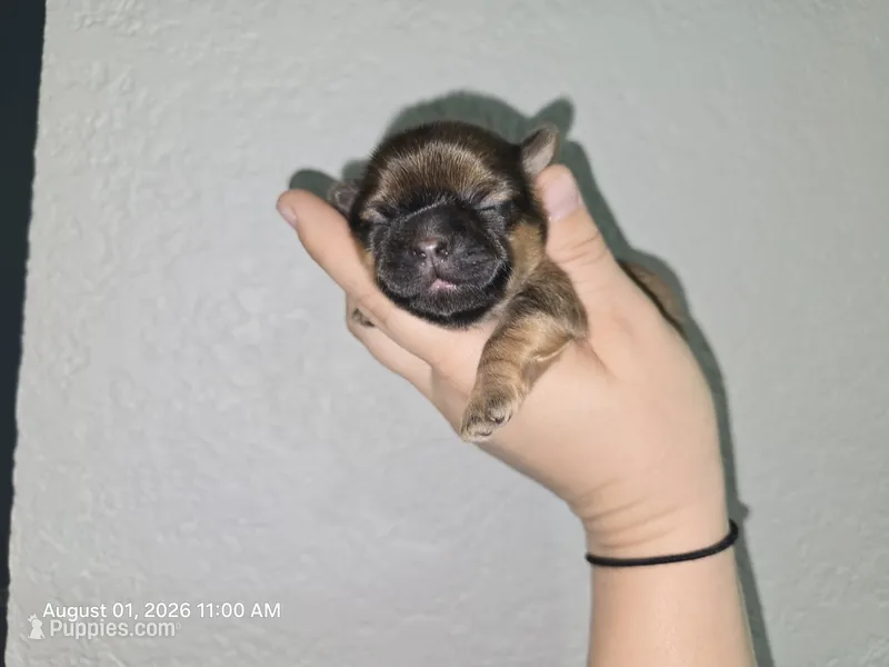 Yang – Shih Tzu puppy for sale in Cabot, AR