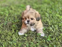 Doc, a male Shih Tzu for sale in Cabot, AR – 4 of 6