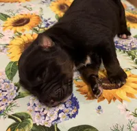 Johnny Cash , a male Australian Shepherd for sale in Roff, OK – Photo 5 of 9