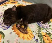 Johnny Cash , a male Australian Shepherd for sale in Roff, OK – Photo 4 of 9