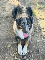 Johnny Cash , a male Australian Shepherd for sale in Roff, OK – Photo 9 of 9