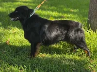 Johnny Cash , a male Australian Shepherd for sale in Roff, OK – Photo 2 of 9
