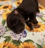 Johnny Cash , a male Australian Shepherd for sale in Roff, OK – Photo 3 of 9