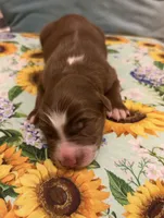 Hank, a male Australian Shepherd for sale in Roff, OK – Photo 7 of 7
