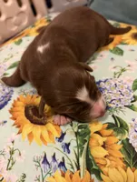 Hank, a male Australian Shepherd for sale in Roff, OK – Photo 6 of 7