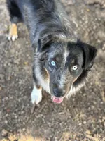 Gretchen, a female Australian Shepherd for sale in Roff, OK – Photo 4 of 8