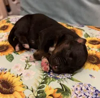 Gretchen, a female Australian Shepherd for sale in Roff, OK – Photo 6 of 8