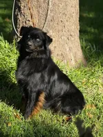 Gretchen, a female Australian Shepherd for sale in Roff, OK – Photo 3 of 8
