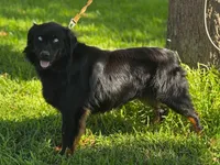 Gretchen, a female Australian Shepherd for sale in Roff, OK – Photo 1 of 8
