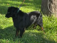 Gretchen, a female Australian Shepherd for sale in Roff, OK – Photo 2 of 8