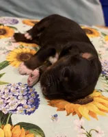Gretchen, a female Australian Shepherd for sale in Roff, OK – Photo 7 of 8