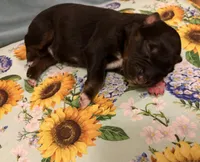 Gretchen, a female Australian Shepherd for sale in Roff, OK – Photo 8 of 8