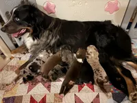 Dolly, a female Australian Shepherd for sale in Roff, OK – Photo 7 of 8