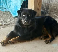 Dolly, a female Australian Shepherd for sale in Roff, OK – Photo 3 of 8
