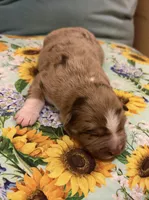 Dolly, a female Australian Shepherd for sale in Roff, OK – Photo 1 of 8