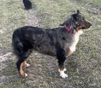 Dolly, a female Australian Shepherd for sale in Roff, OK – Photo 8 of 8