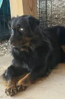 Dolly, a female Australian Shepherd for sale in Roff, OK – Photo 4 of 8