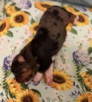 Patsy, a male Australian Shepherd for sale in Roff, OK – Photo 1 of 2