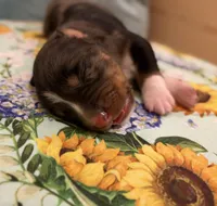 Patsy, a male Australian Shepherd for sale in Roff, OK – Photo 2 of 2