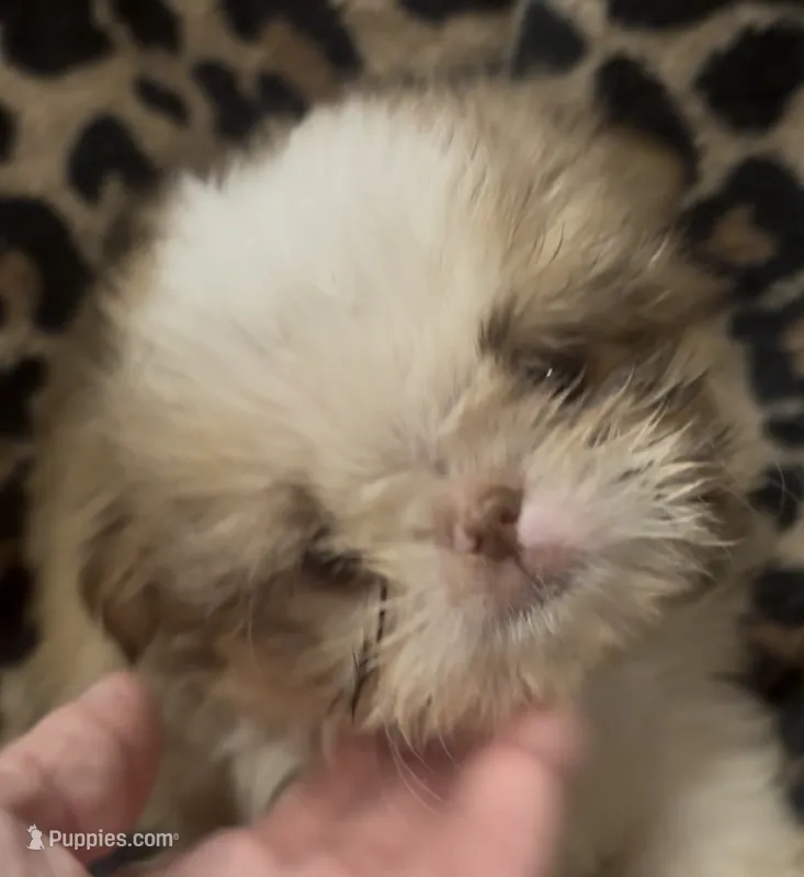 Tiny boy – Shih Tzu puppy for sale in Morganton, NC