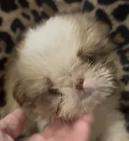 Tiny boy, a male Shih Tzu for sale in Morganton, NC – 1 of 4