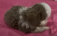 gray blue/lilac  female, a female Shih Tzu for sale in Morganton, NC – Photo 2 of 4