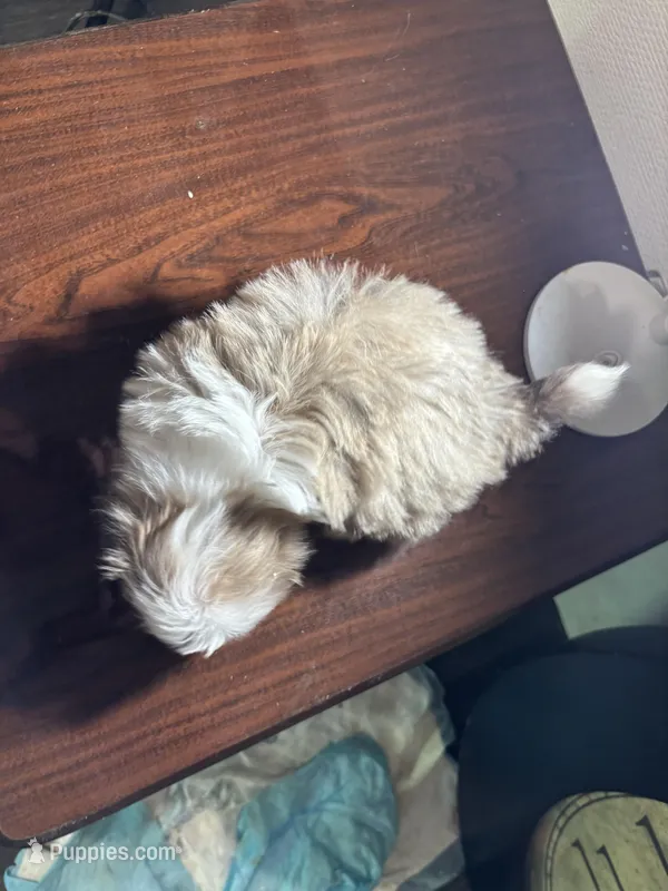 Cream/gray blue female – Shih Tzu puppy for sale in Morganton, NC