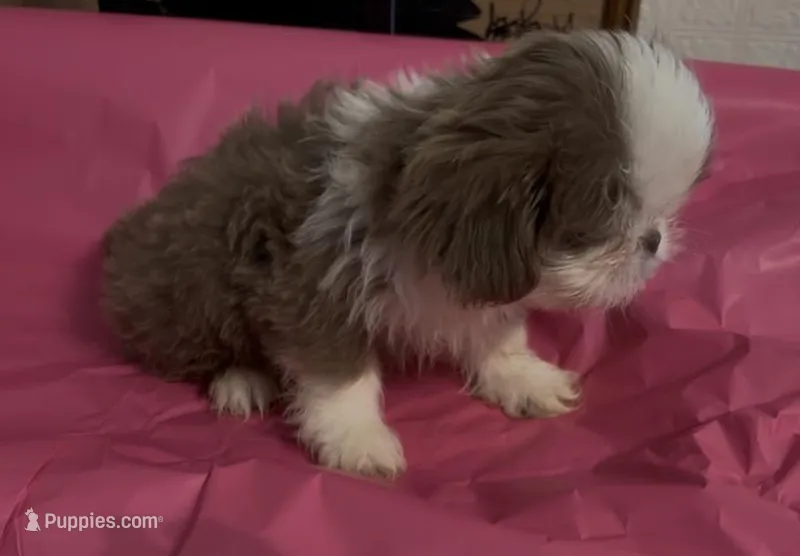 gray blue/lilac  female – Shih Tzu puppy for sale in Morganton, NC